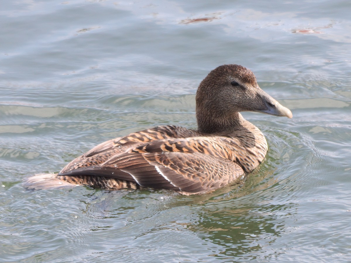 Eider arrunta - ML617392781