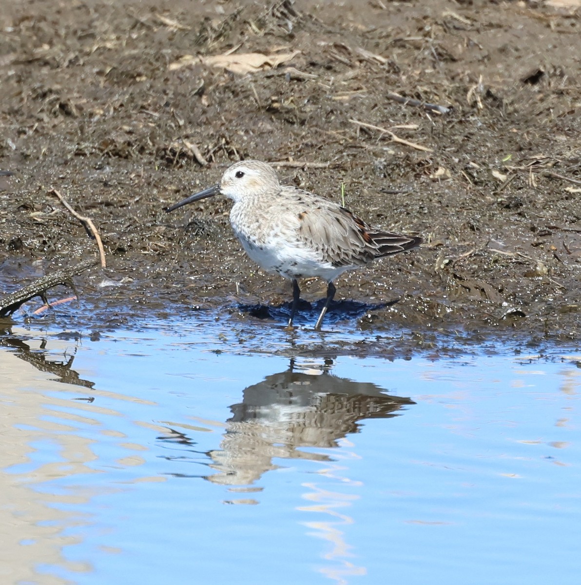 Dunlin - Rod Schmidt