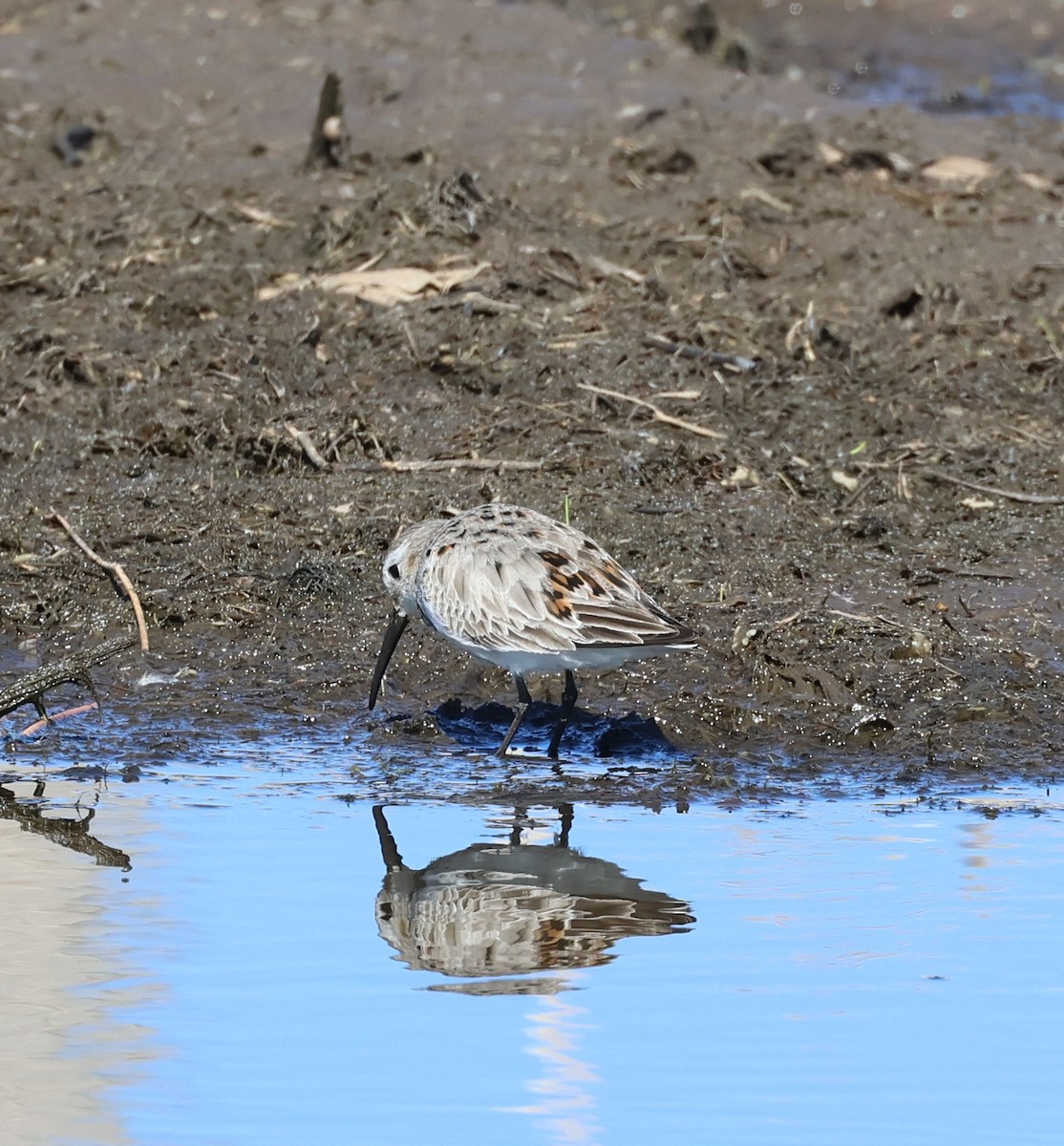 Dunlin - Rod Schmidt