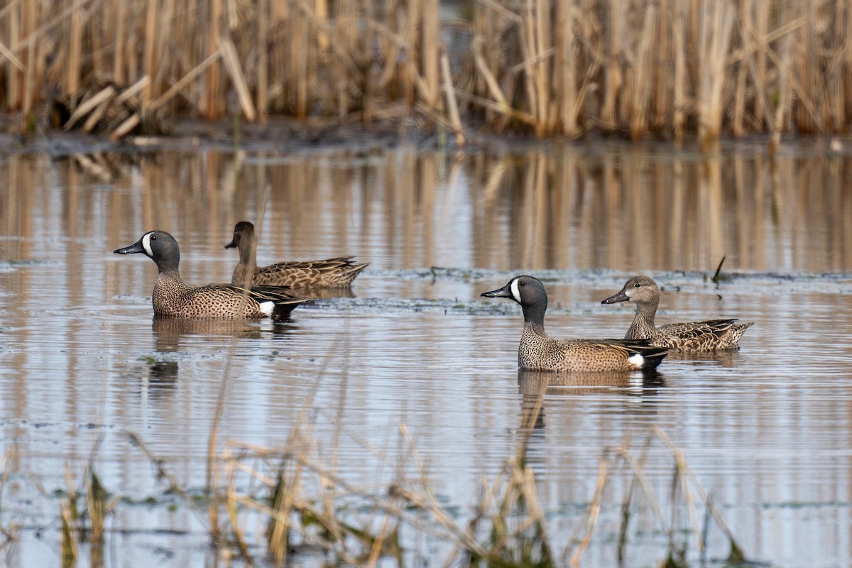 Blue-winged Teal - Matthew Clark