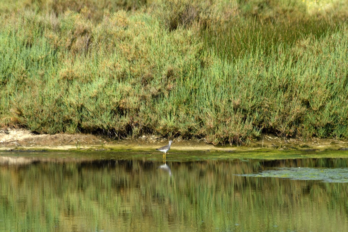 Lesser Yellowlegs - João Ferreira da Silva