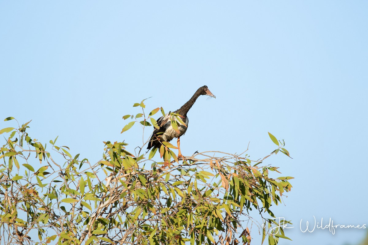 Magpie Goose - ML617392825