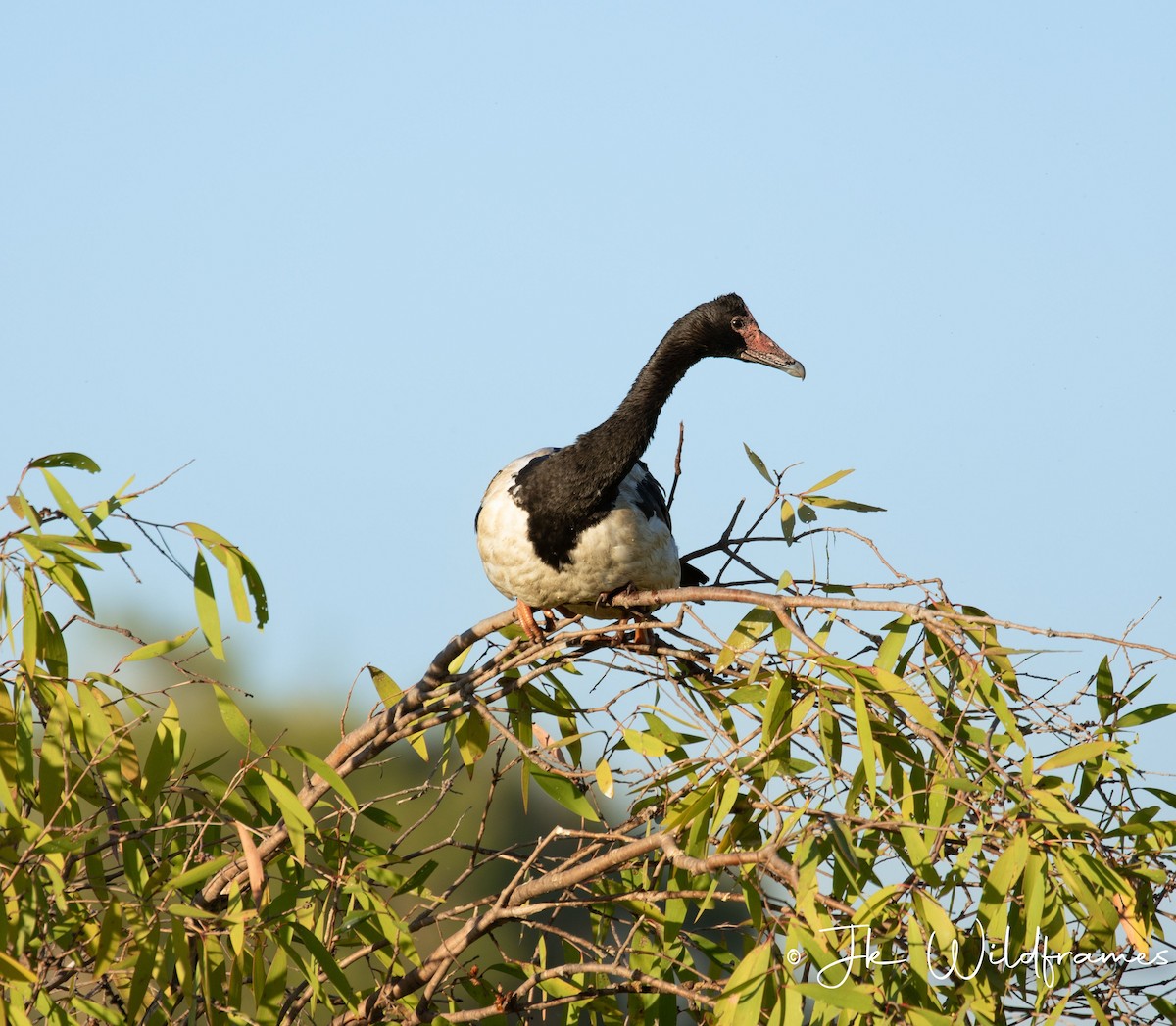 Magpie Goose - ML617392828