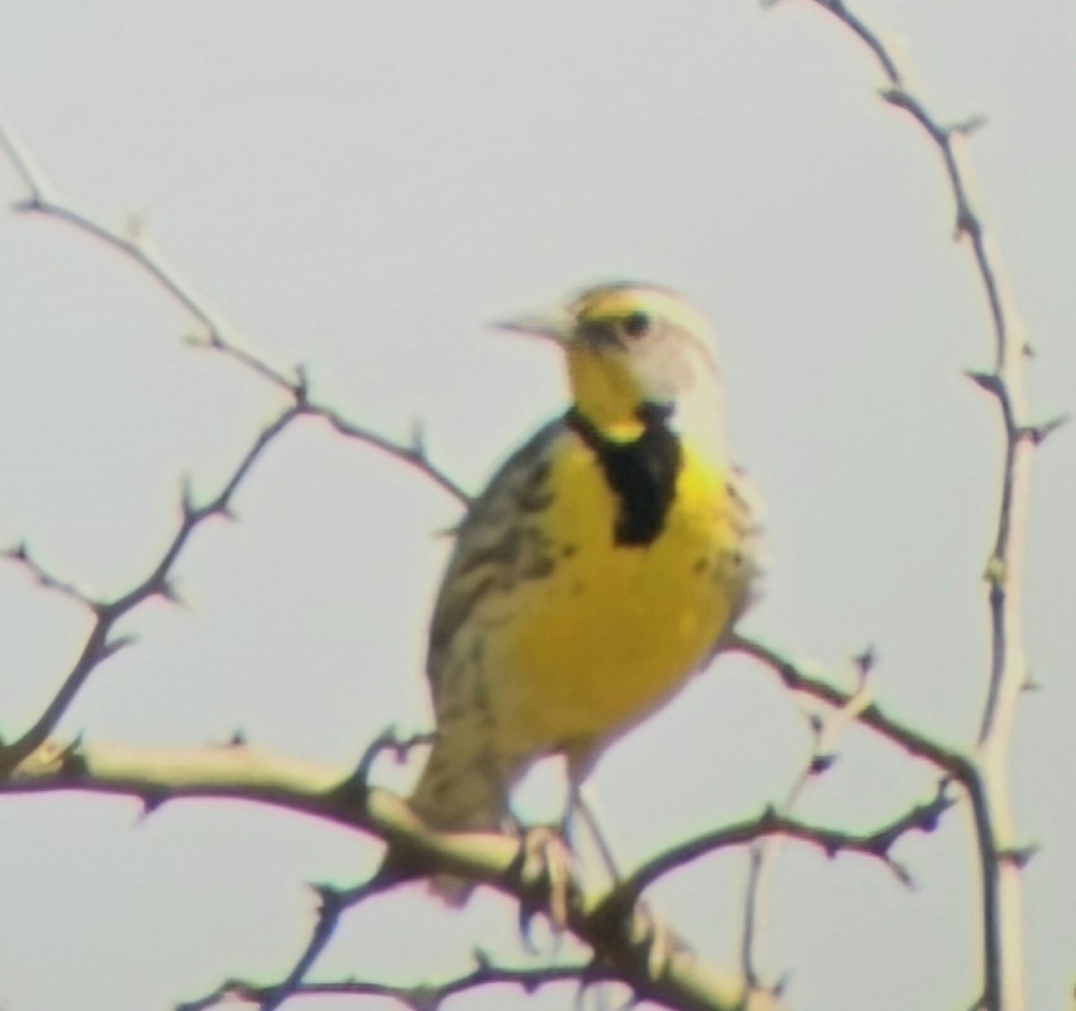 Western Meadowlark - ML617392843