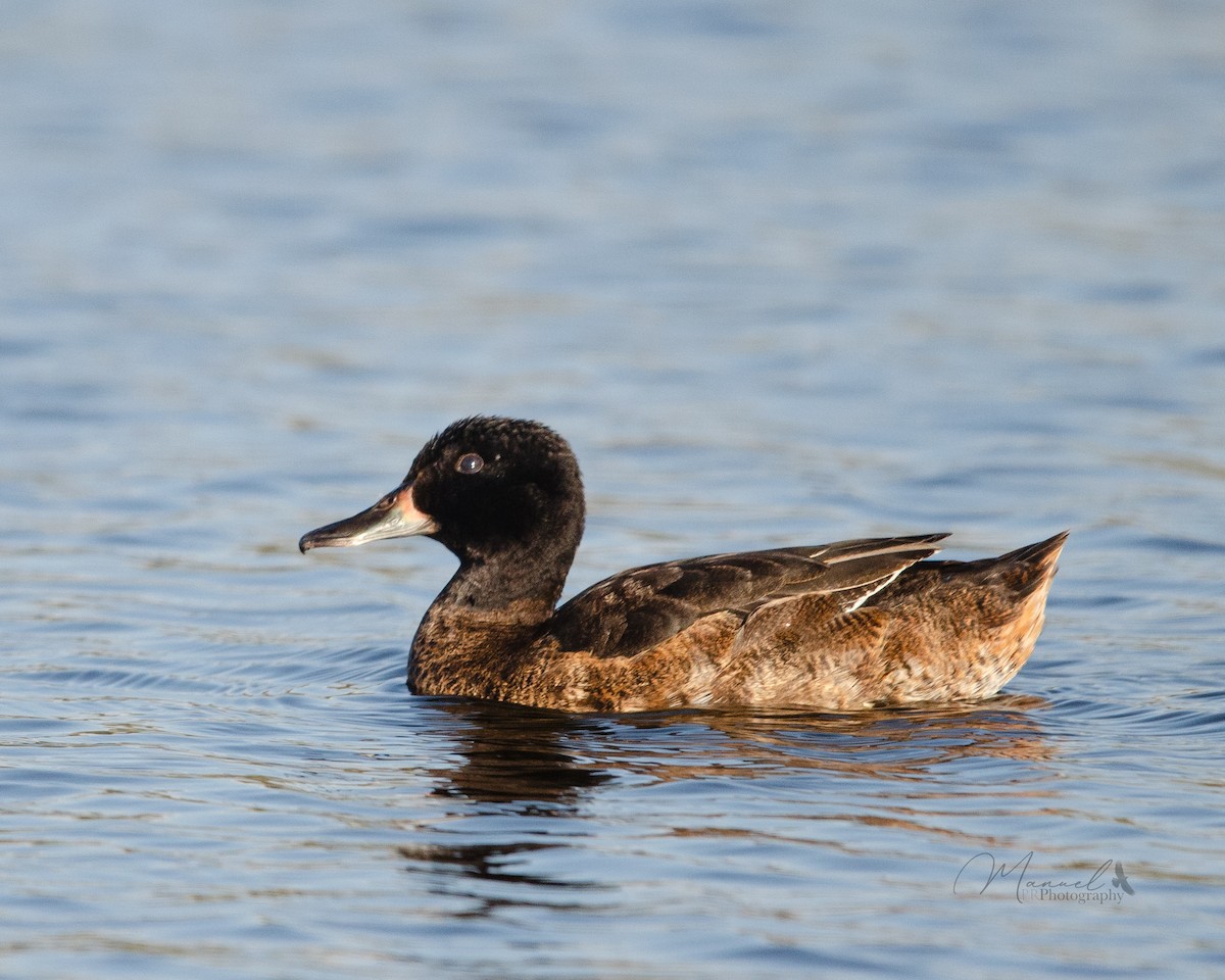 Black-headed Duck - ML617392847