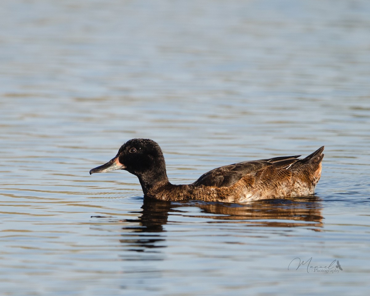 Black-headed Duck - Manuel Pinochet Rojas