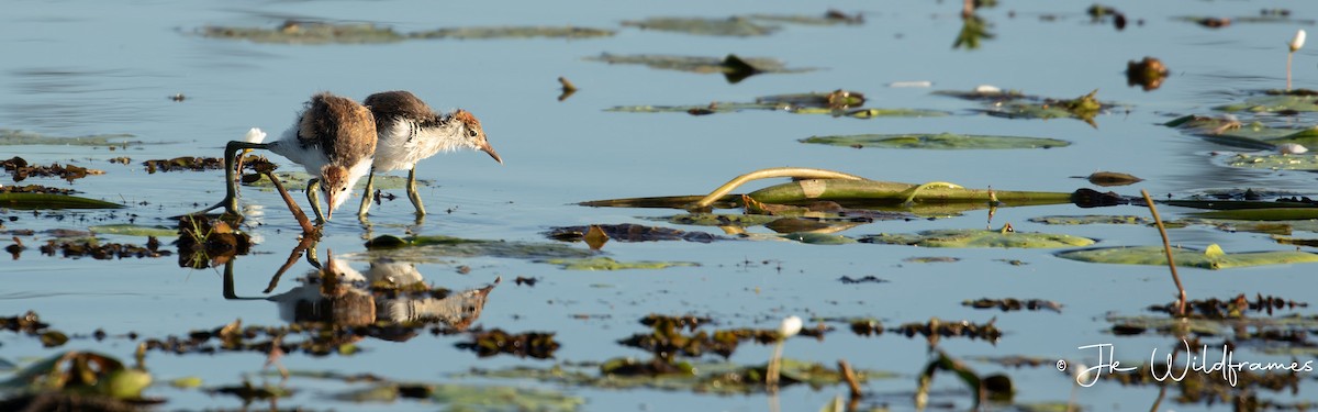 Jacana à crête - ML617392852