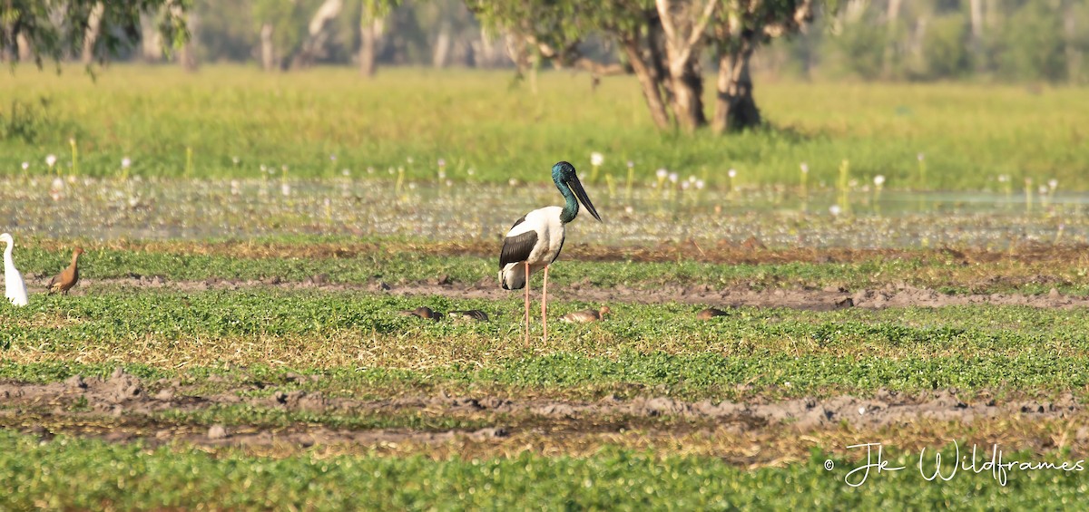 Black-necked Stork - ML617392869