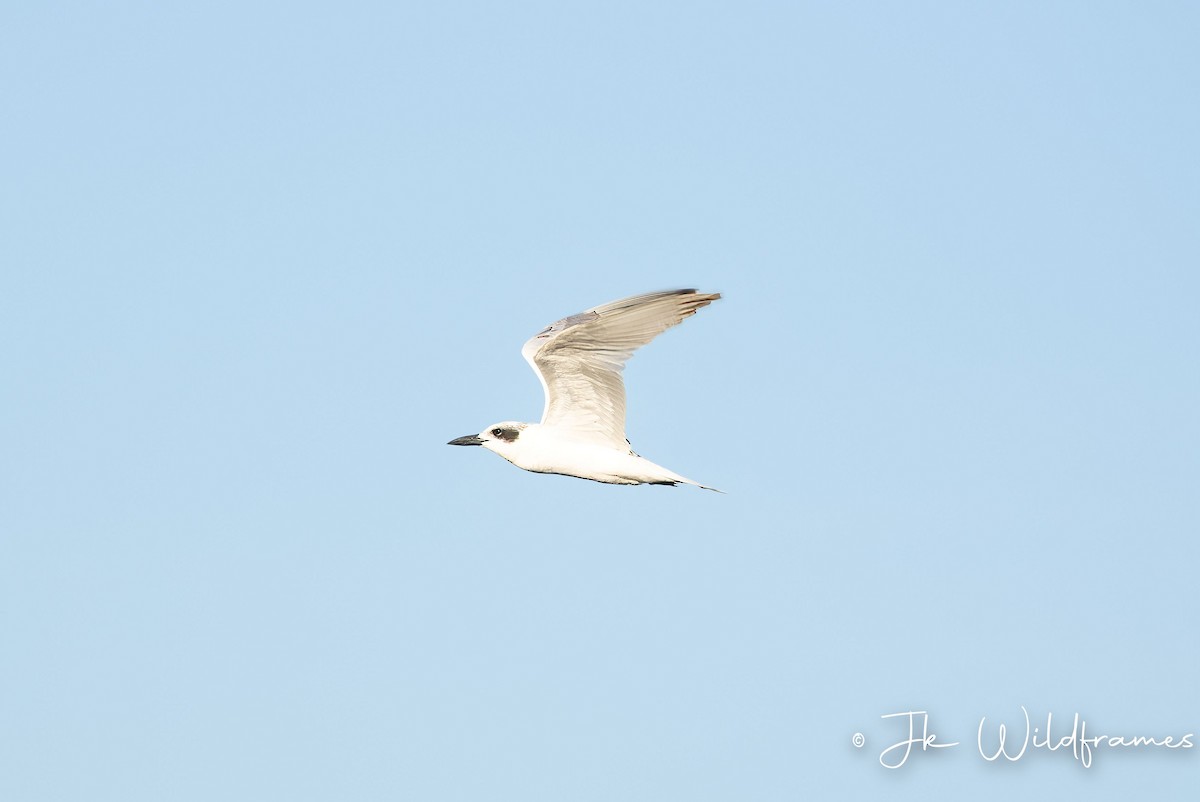 Australian Tern - ML617392873