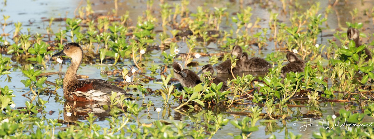 Wandering Whistling-Duck - ML617392880