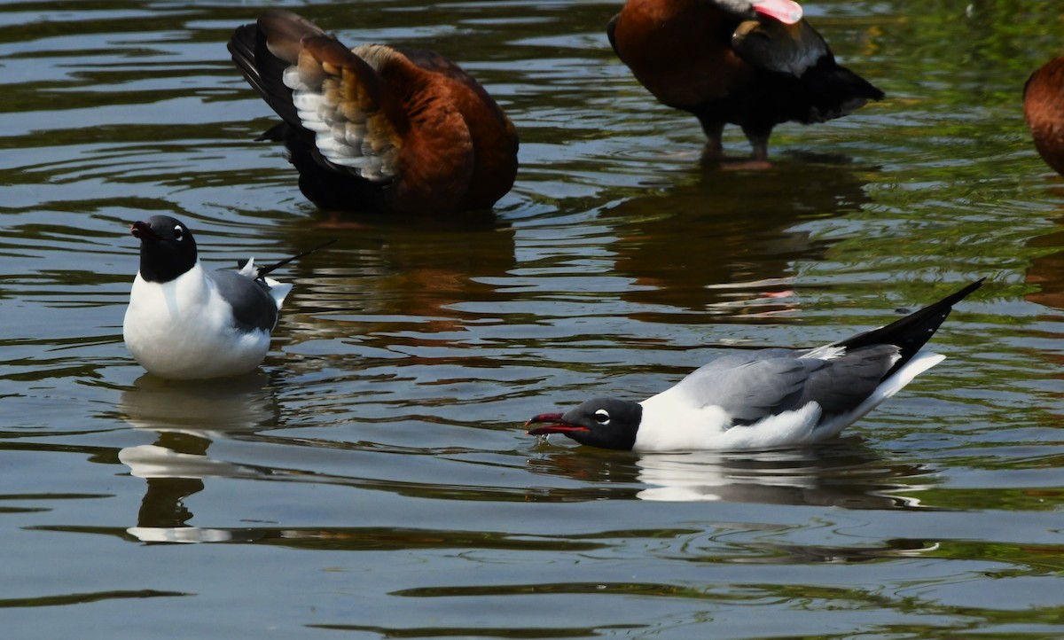 Laughing Gull - ML617392887