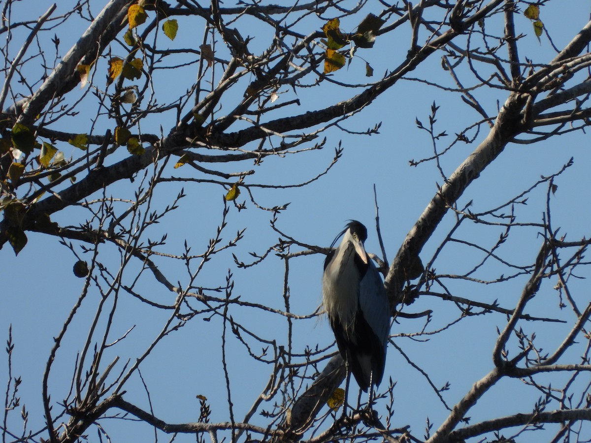 Garza Cuca - ML617392928