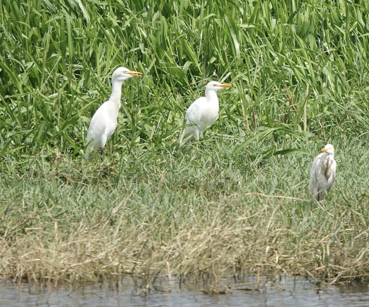 Western Cattle Egret - ML617392931