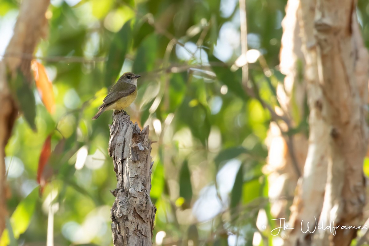 Lemon-bellied Flyrobin (Lemon-bellied) - ML617392947