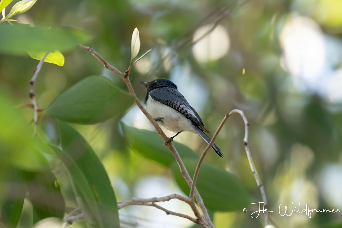 Leaden Flycatcher - ML617392949