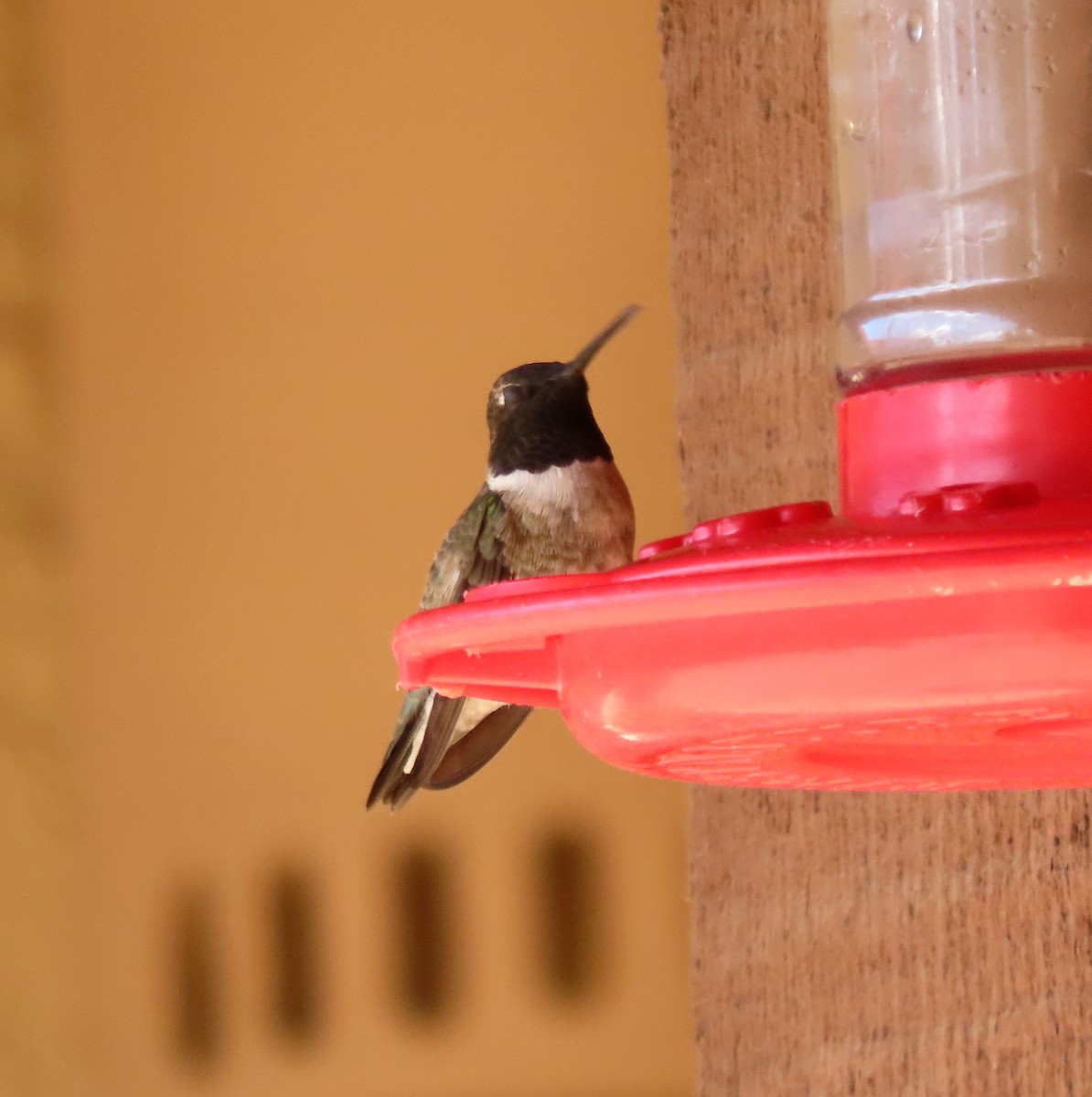 Black-chinned Hummingbird - Ruth Gravance