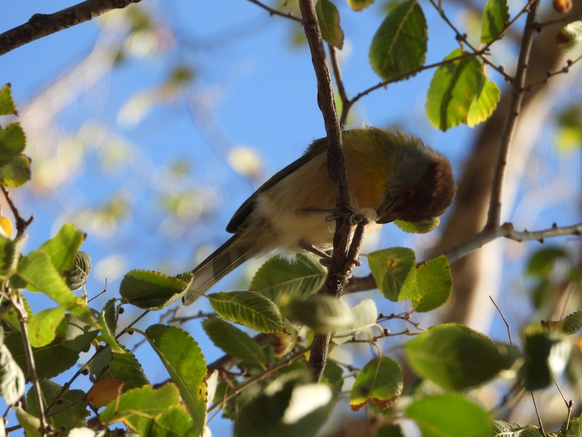 Rufous-browed Peppershrike - ML617392997