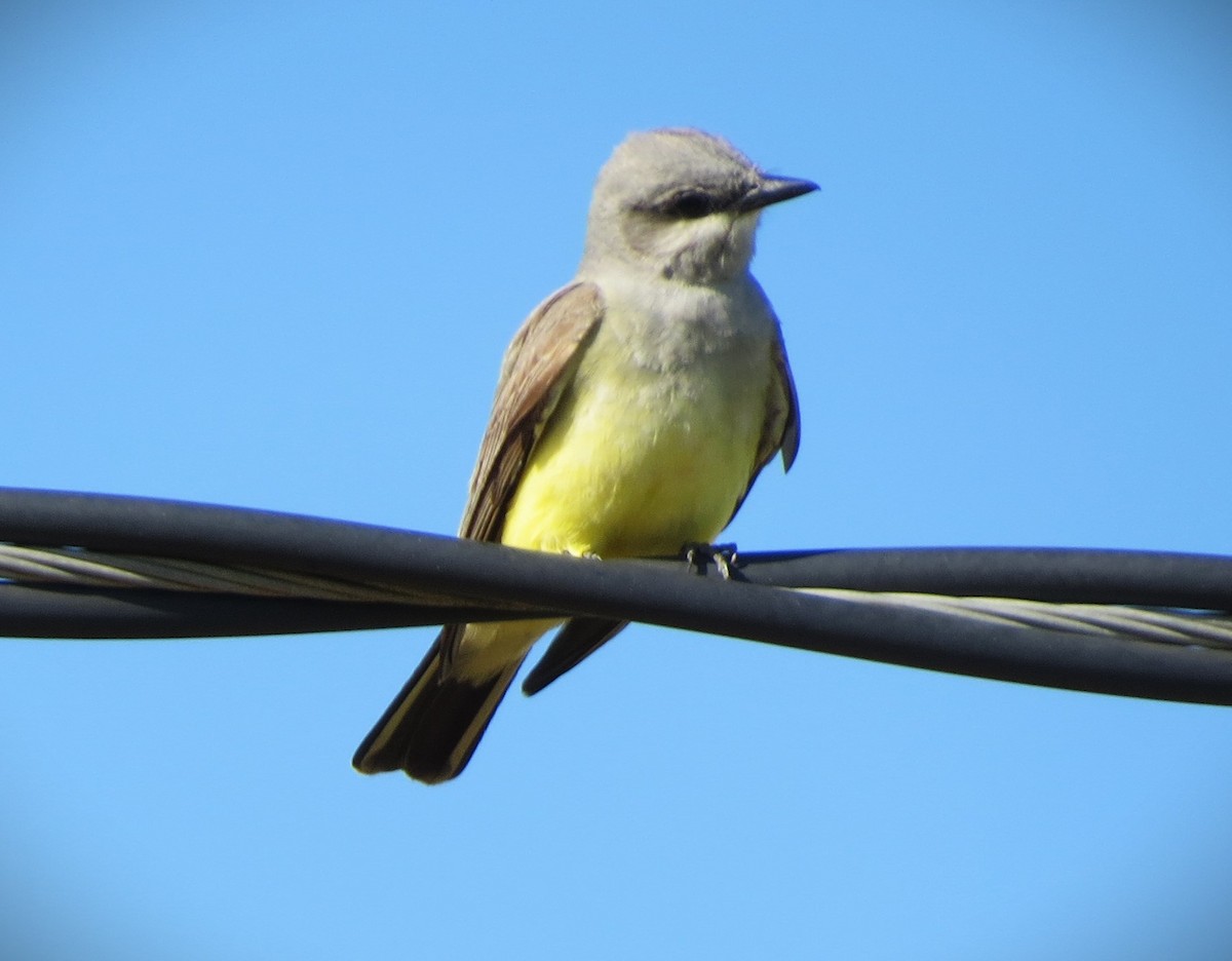 Western Kingbird - Brian Johnston