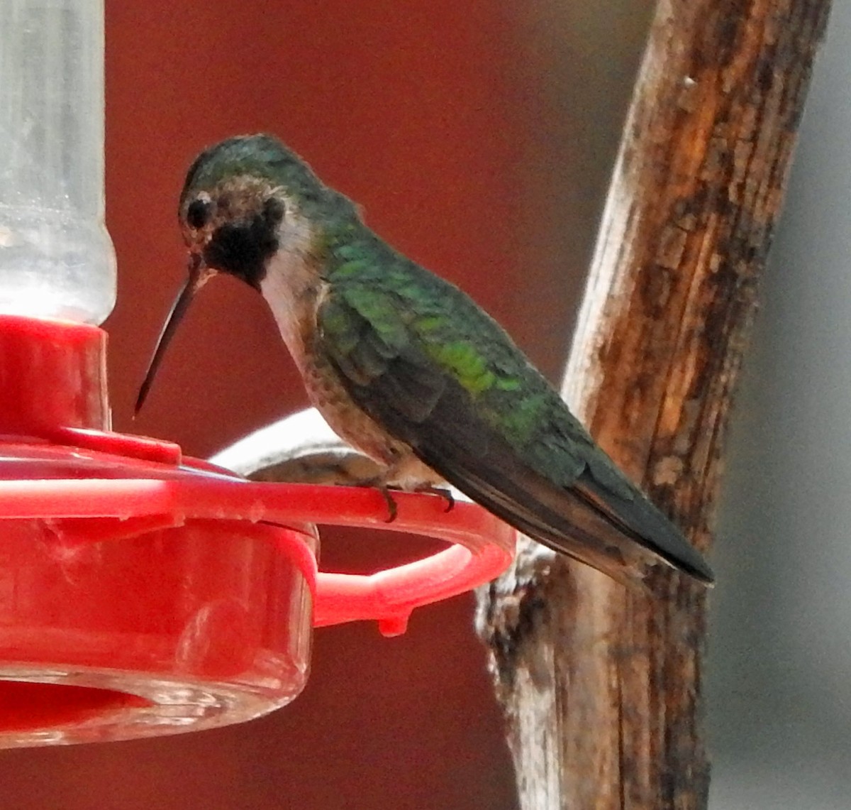Broad-tailed Hummingbird - Kathy Ellwood