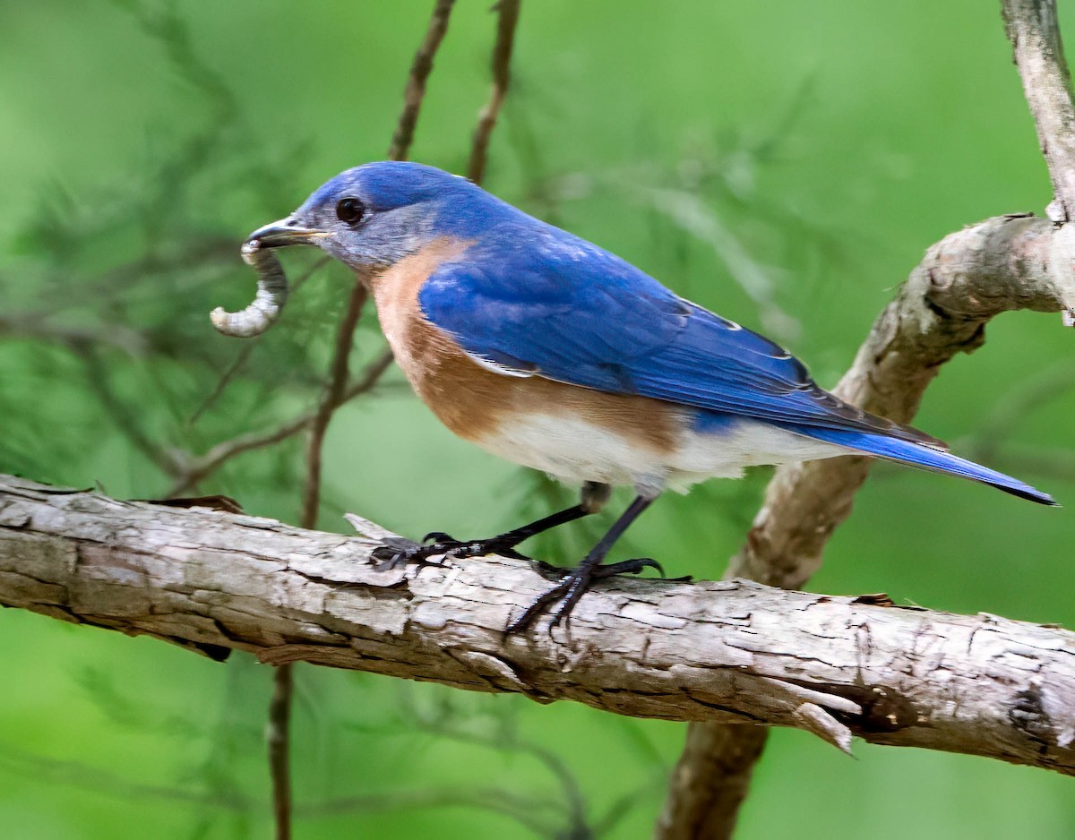 Eastern Bluebird - Howard Cox