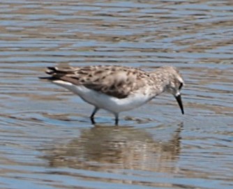 Semipalmated Sandpiper - ML617393107