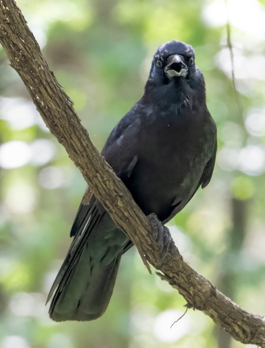 American Crow - ML617393109