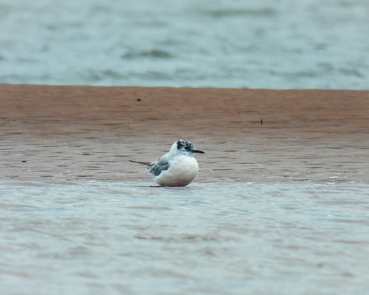 Bonaparte's Gull - ML617393120