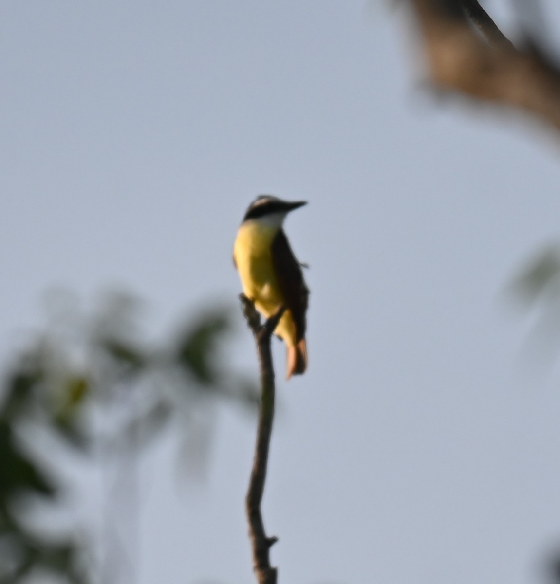 Great Kiskadee - ML617393161