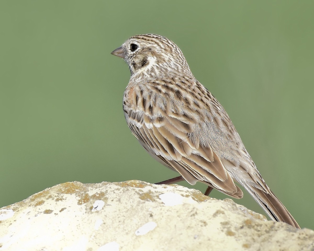 Vesper Sparrow - Malcolm Gold