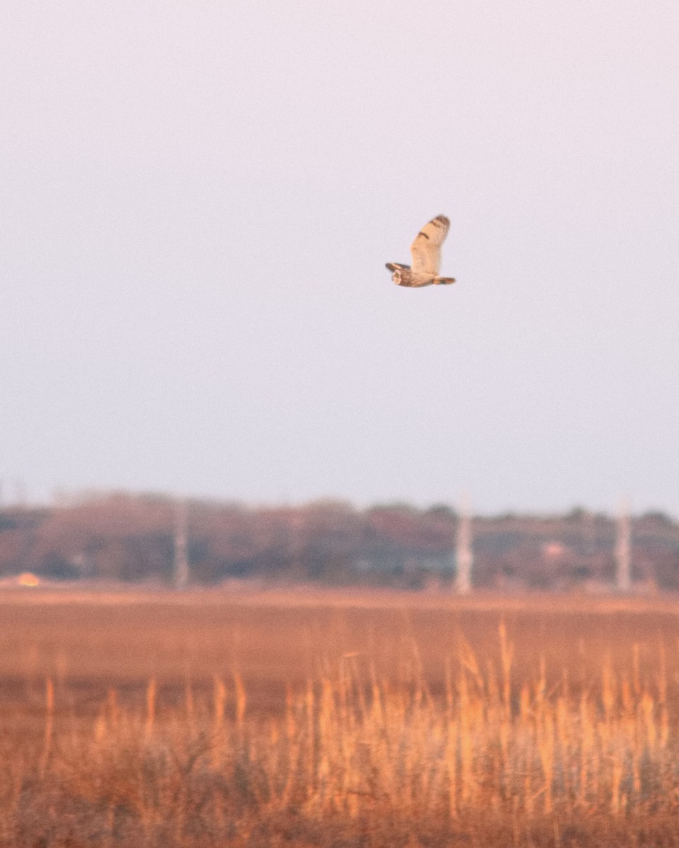 Hibou des marais - ML617393192