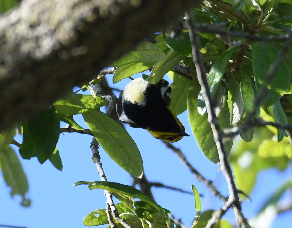 Black-throated Green Warbler - Sherri Brown