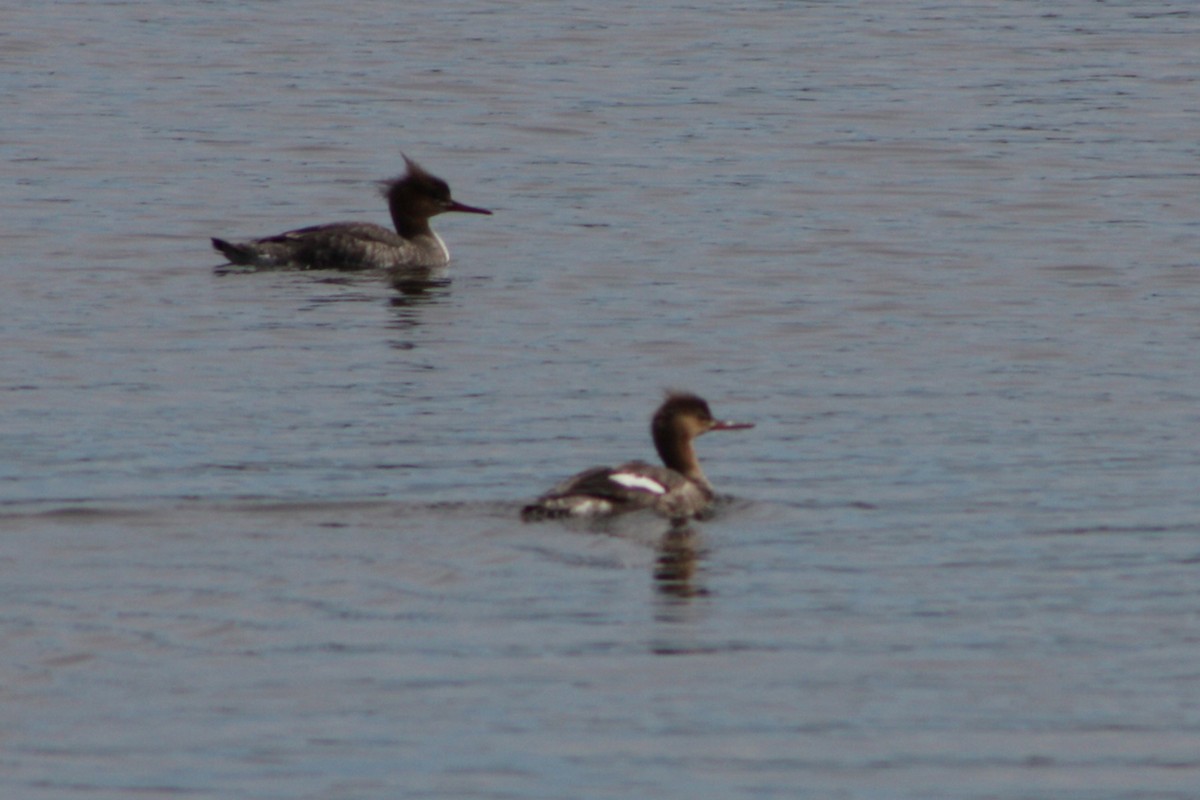 Red-breasted Merganser - ML617393255