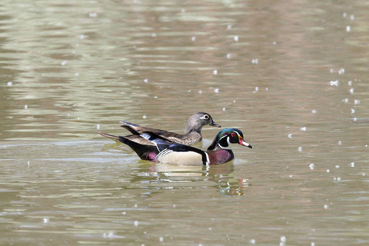 Wood Duck - ML617393269