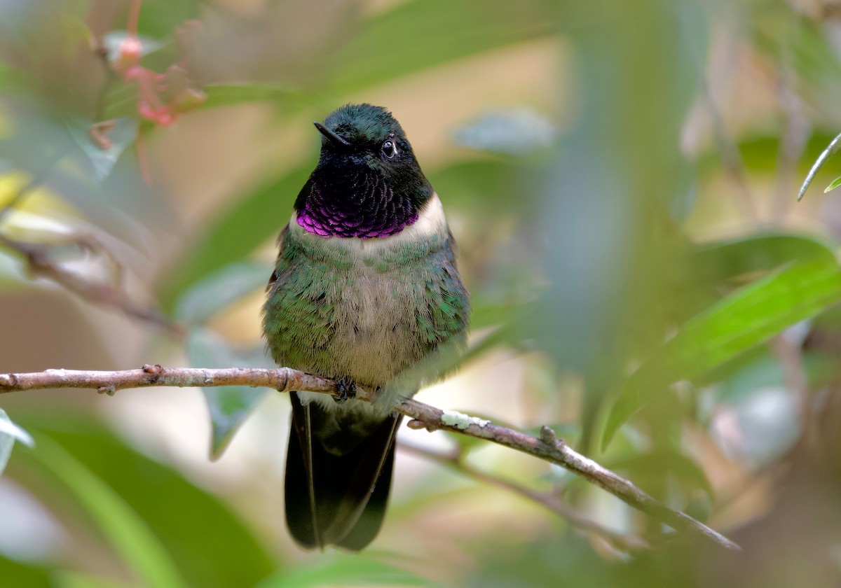 Amethyst-throated Sunangel - ML617393326