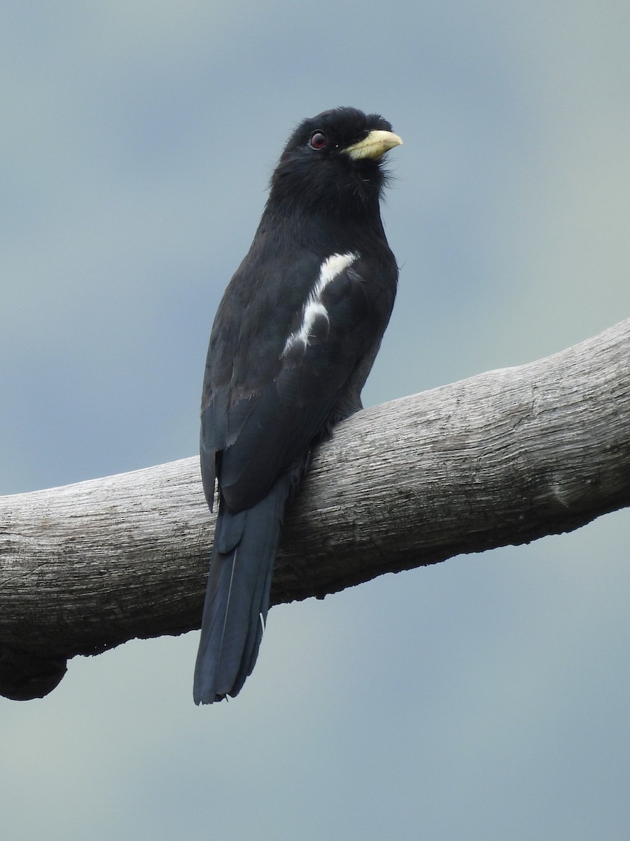 Yellow-billed Nunbird - ML617393354