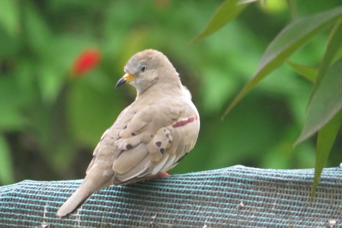 Croaking Ground Dove - Gary Prescott