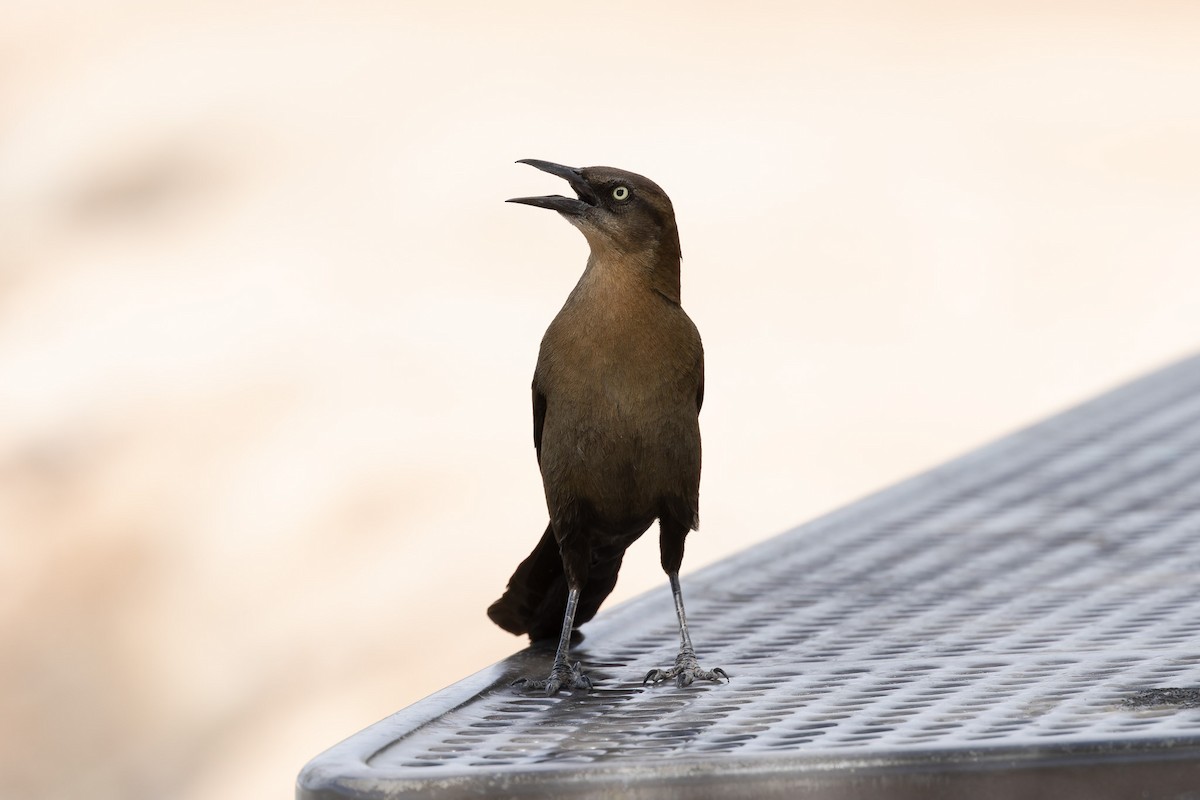 Great-tailed Grackle - ML617393397