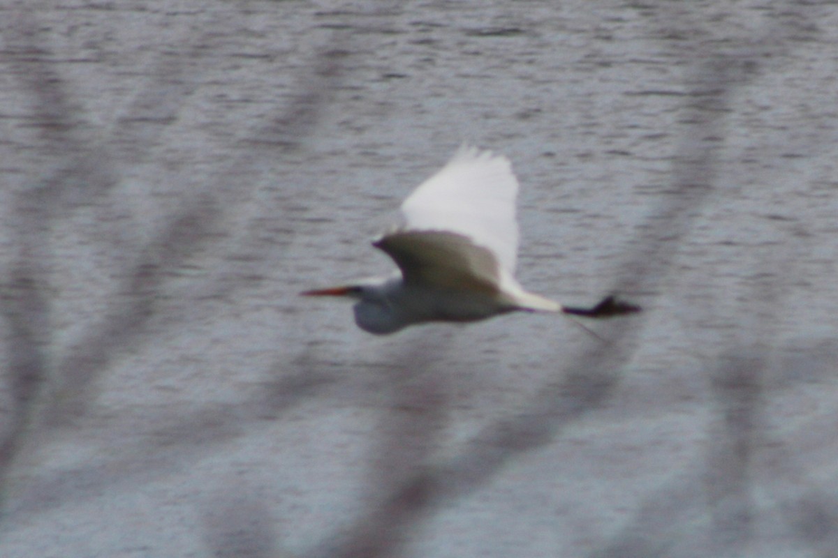 white egret sp. - ML617393422