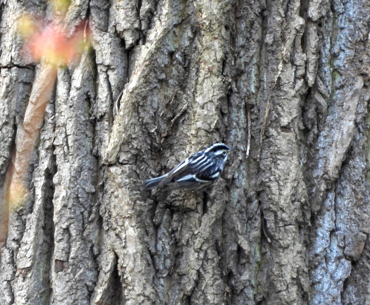 Black-and-white Warbler - ML617393436
