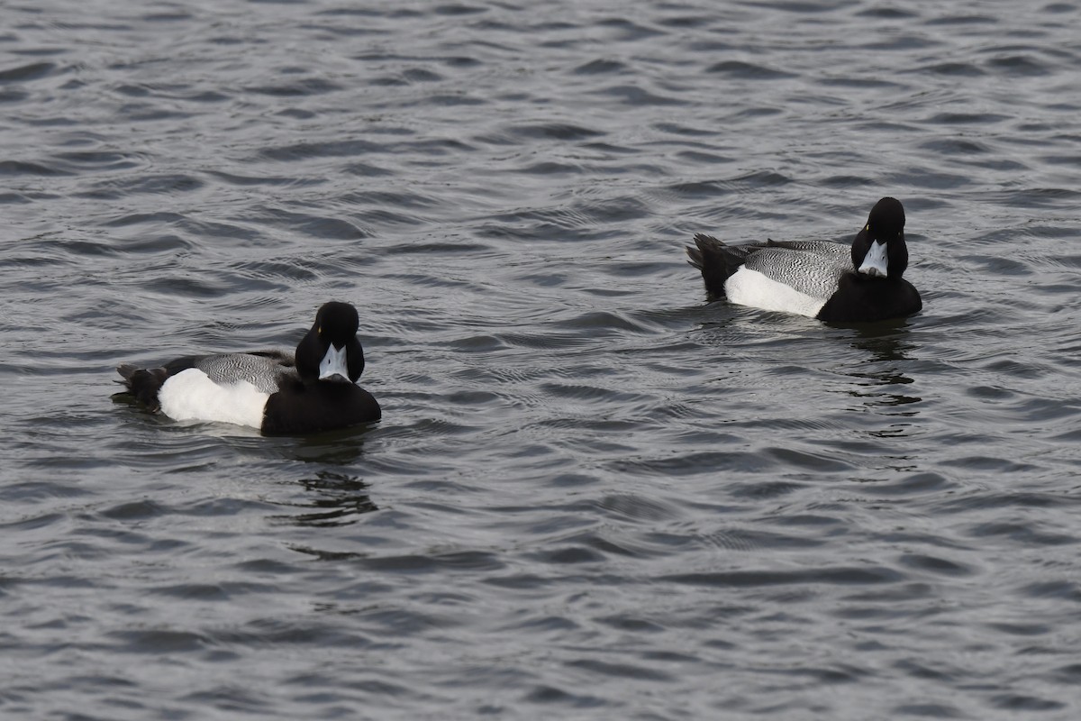 Greater Scaup - Loren Wright