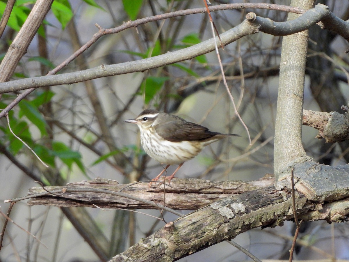 Louisiana Waterthrush - ML617393444