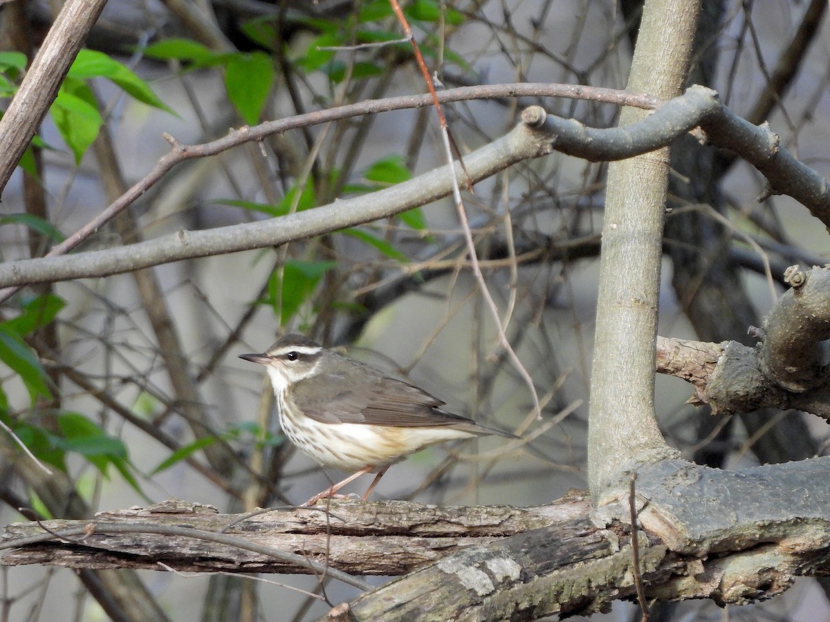 Louisiana Waterthrush - ML617393445