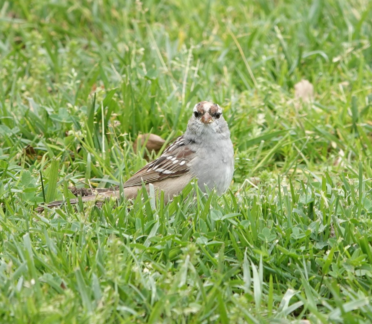 White-crowned Sparrow (Dark-lored) - ML617393503