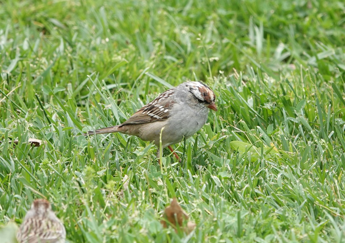 White-crowned Sparrow (Dark-lored) - ML617393504