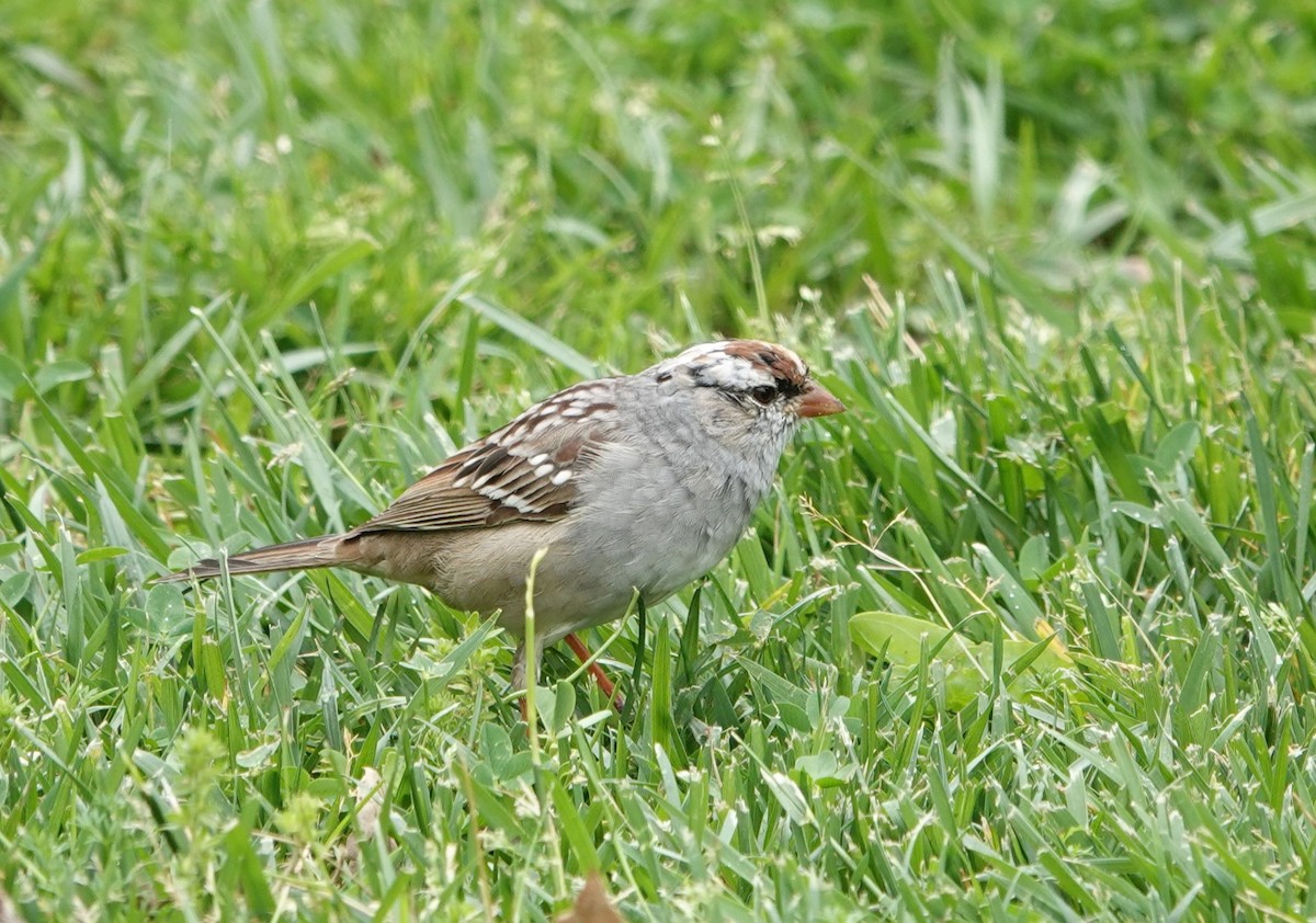 White-crowned Sparrow (Dark-lored) - ML617393505