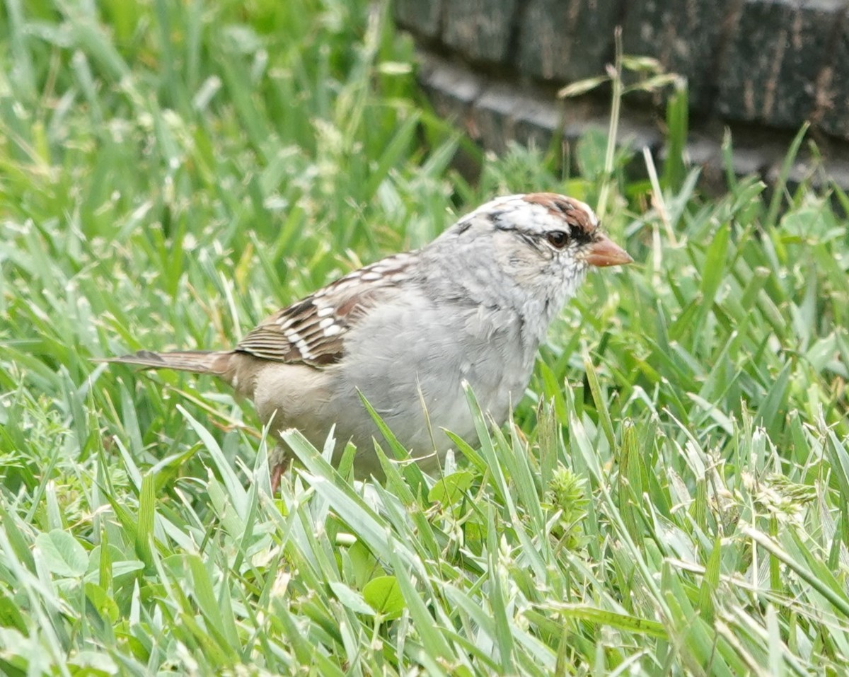 White-crowned Sparrow (Dark-lored) - ML617393506