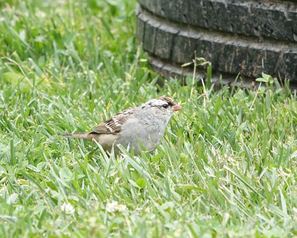 White-crowned Sparrow (Dark-lored) - ML617393507