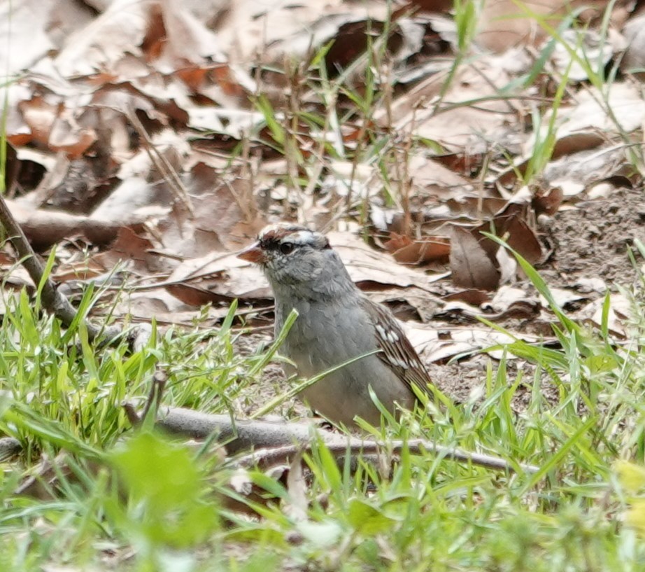 White-crowned Sparrow (Dark-lored) - ML617393508