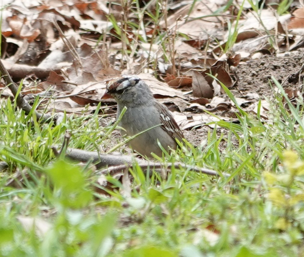 White-crowned Sparrow (Dark-lored) - ML617393509