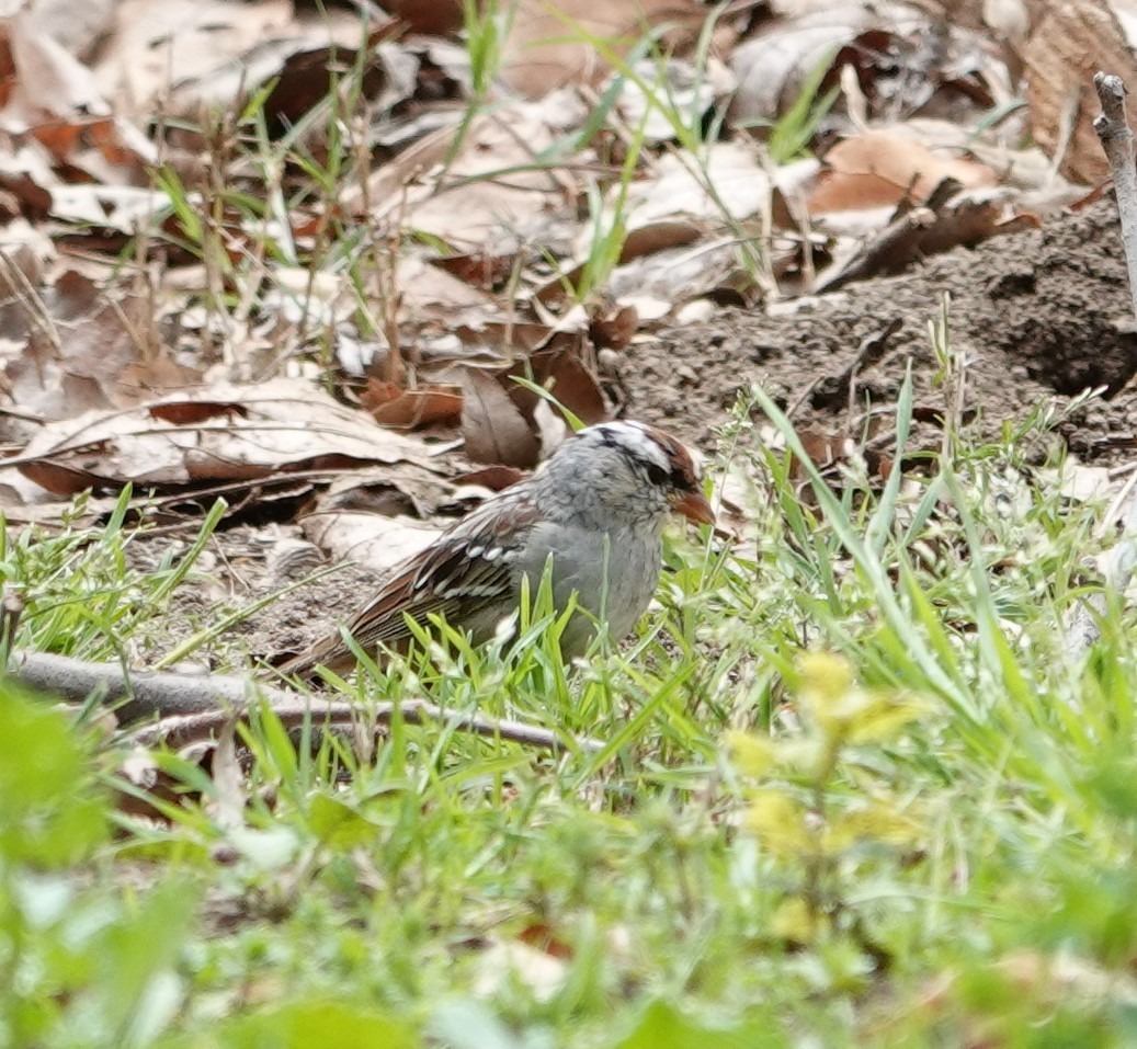 White-crowned Sparrow (Dark-lored) - ML617393510